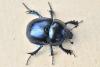Trypocopris vernalis